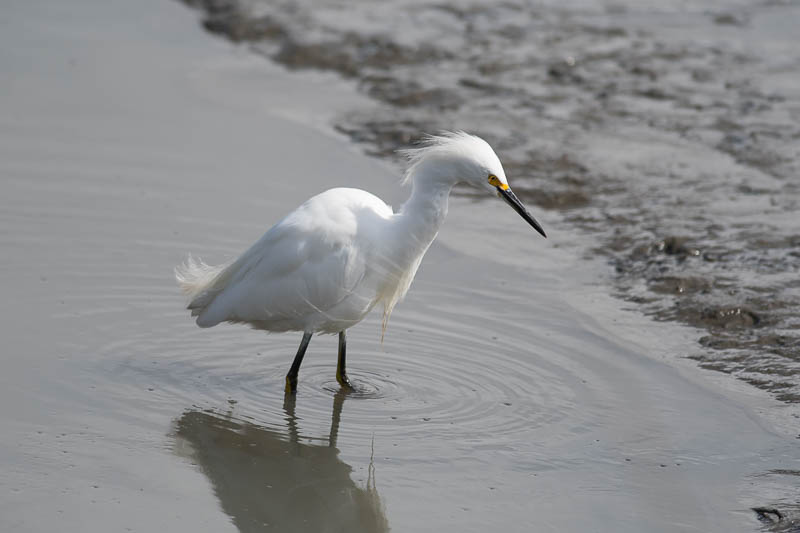 Amerikaanse Kleine Zilverreiger